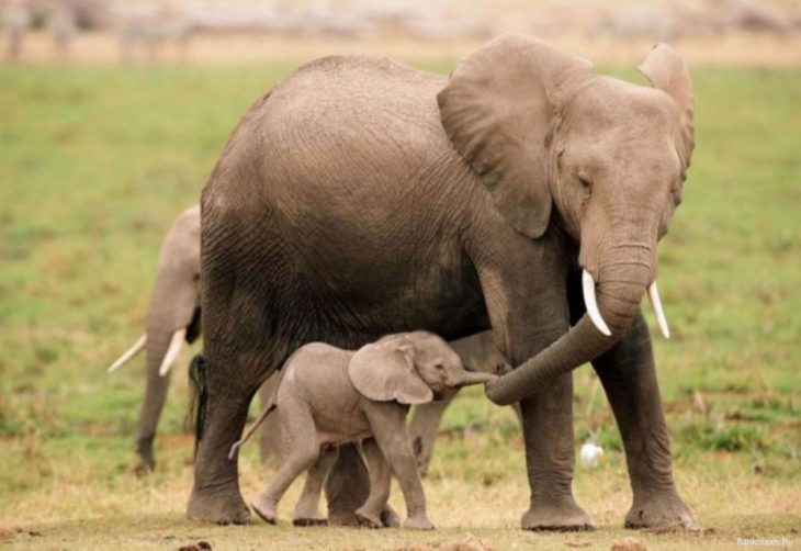 mamá elefante y su bebé