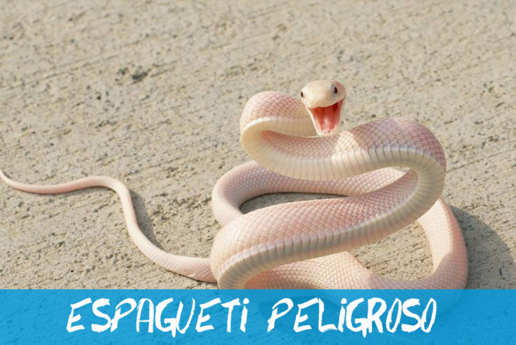 serpiente albina