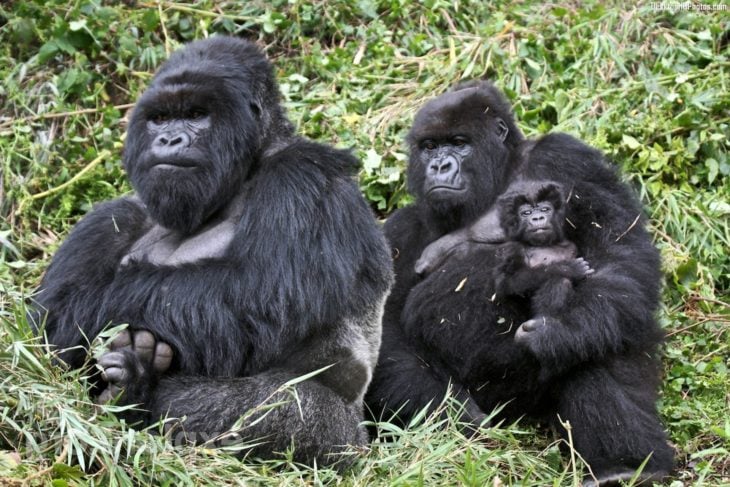 familia de gorilas