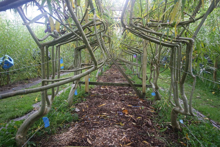 granja de árboles que crecen con forma de muebles