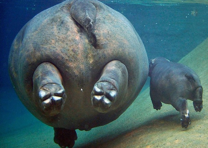 mamá y bebé hipopótamos 