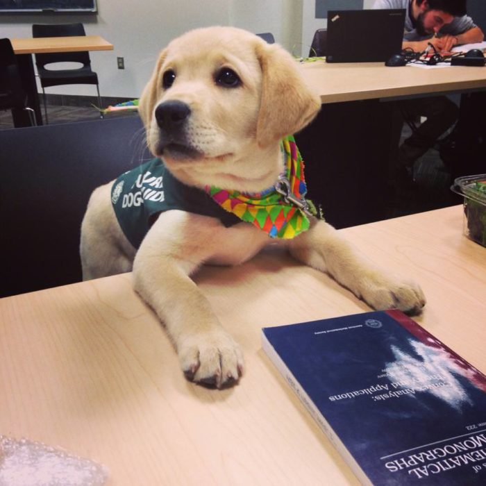 perro sentado educadamente en la mesa