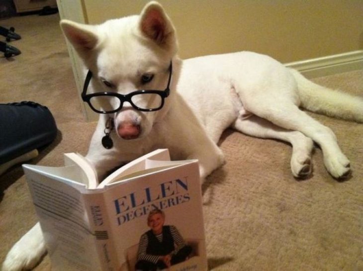 perro leyendo a ellen degeneres