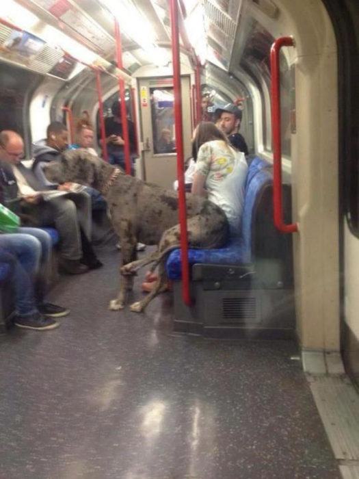 perro sentado en el metro