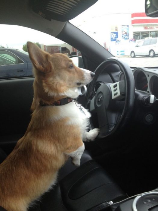 perro manejando con estilo 