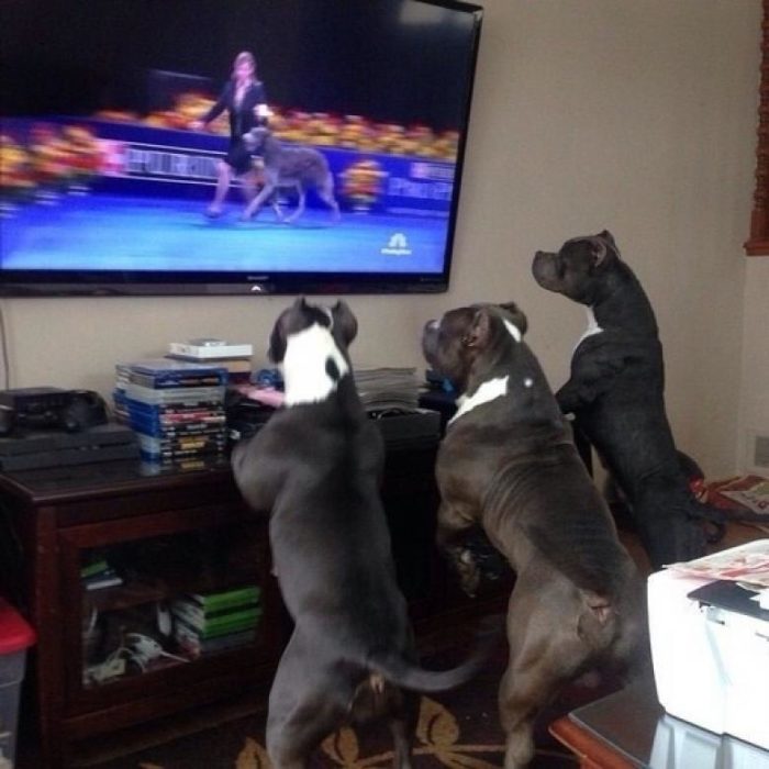 perros viendo la televisión 