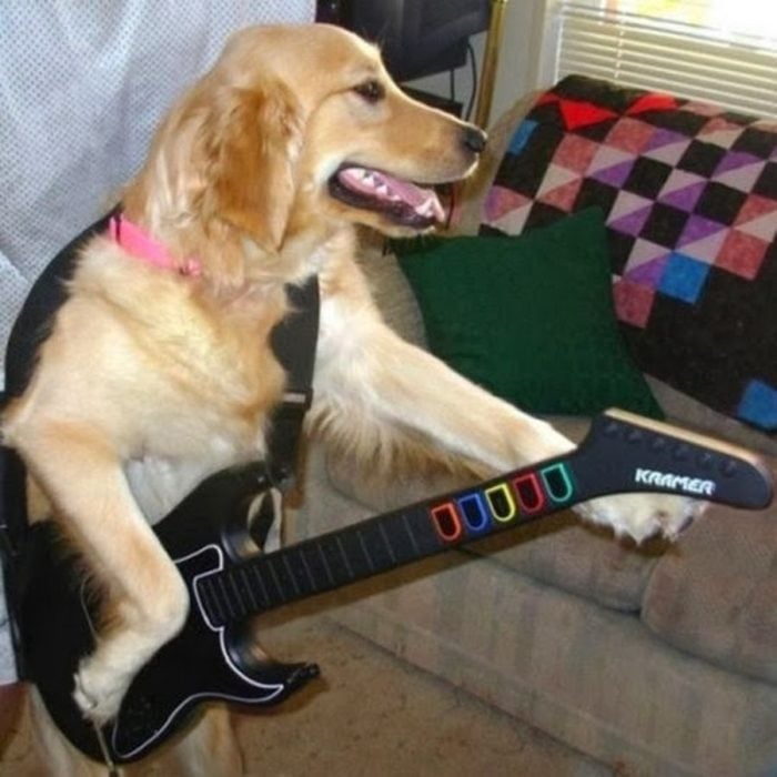 perro tocando la guitarra