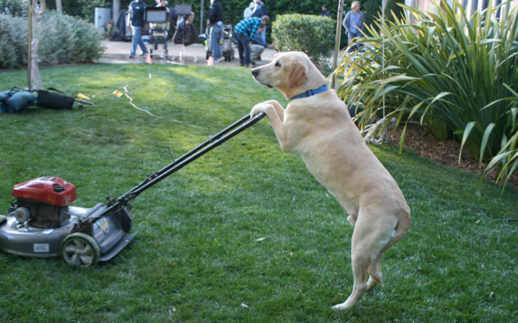 perro podando el césped