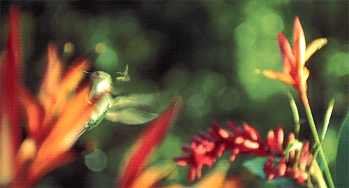 colibrí revoloteando