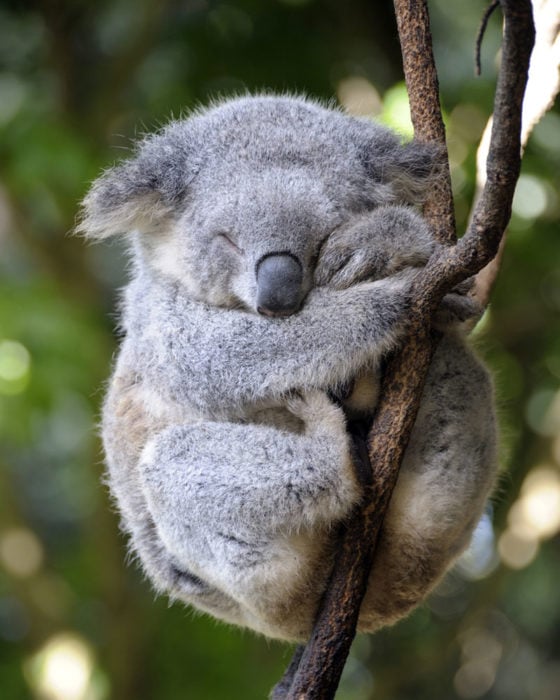 mamá koala abrazando a su cría