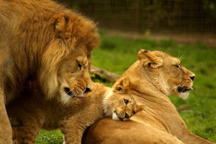 familia de leones