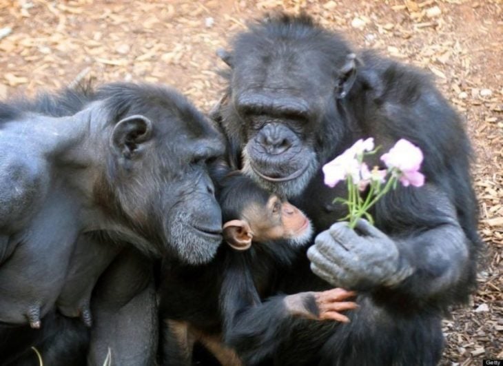 Familia de chimpancés 