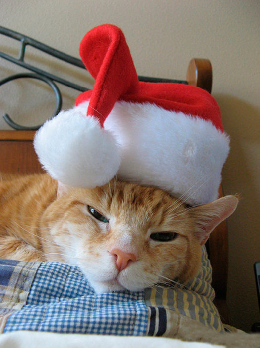 gato amargado en navidad