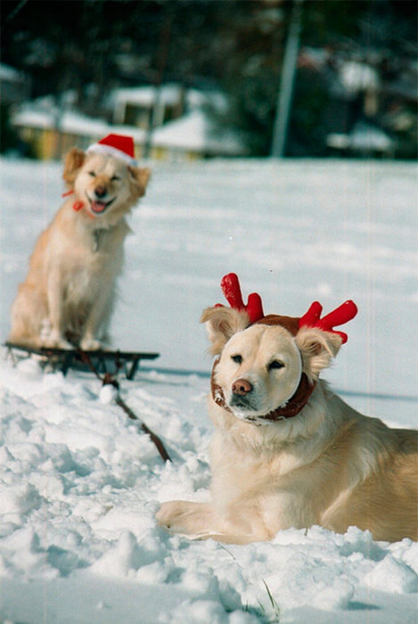 perro odia la navidad