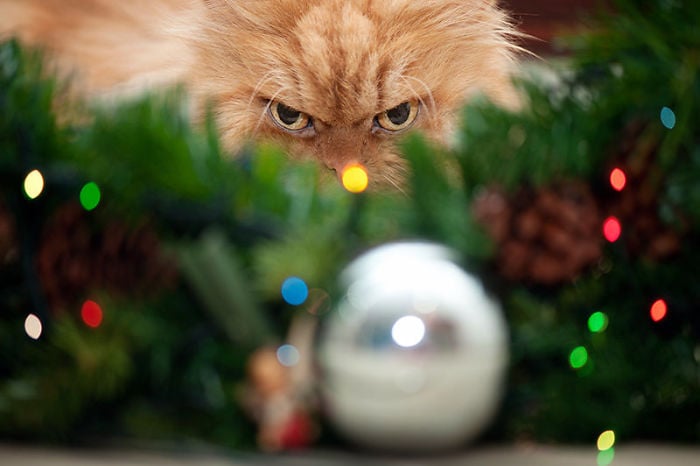gato aborrece la navidad