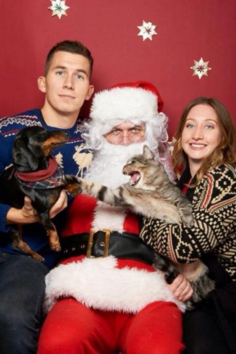 perro y gato peleando en navidad