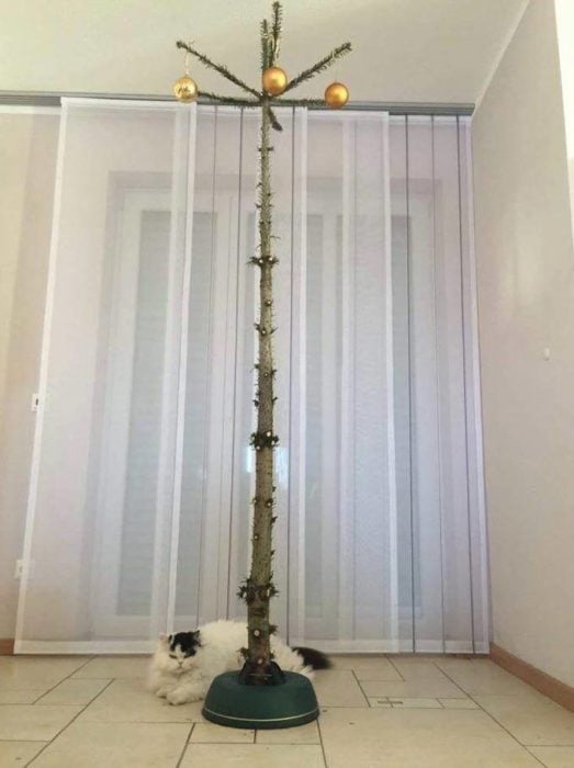 gato destruye árbol de navidad