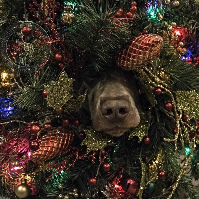 perro metido en el árbol de navidad