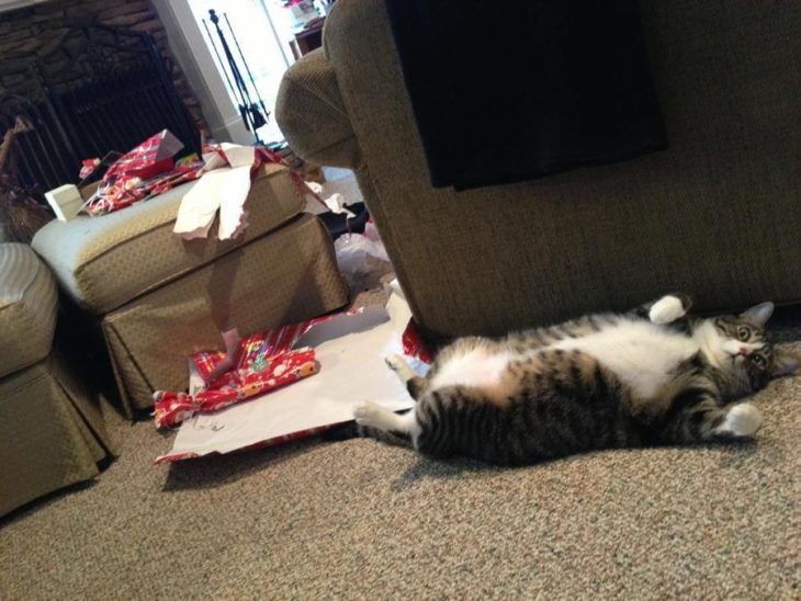 gato rompió los regalos de navidad
