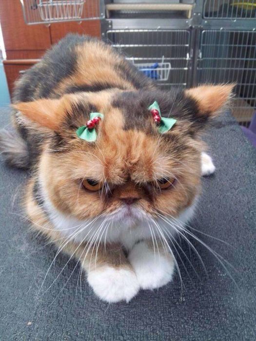 gato aborrece la navidad