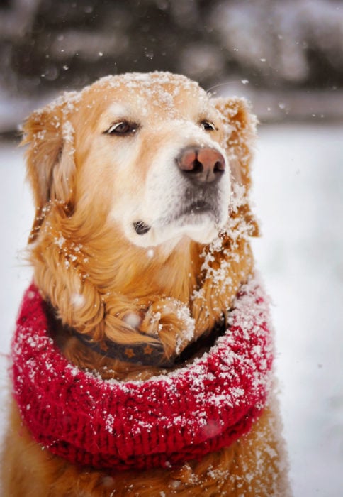 perro odia la navidad