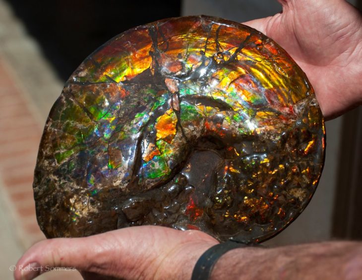 opal fosilizado en amonita 