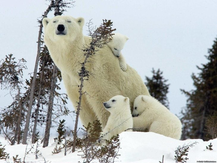 Mamá oso polar y sus crías