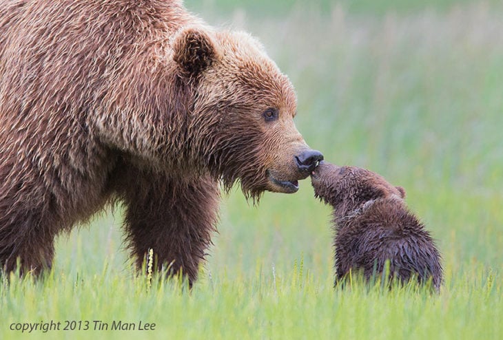  Mamá osos grizzly y su pequeño