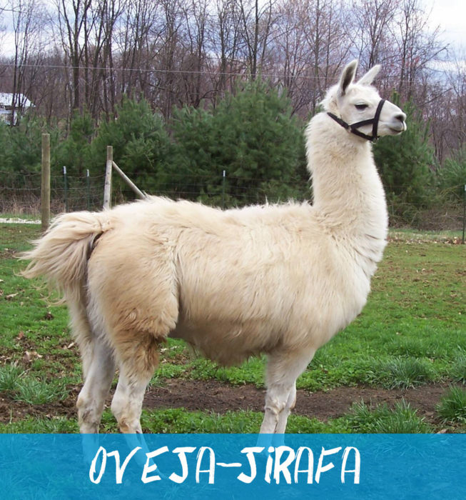 llama blanca