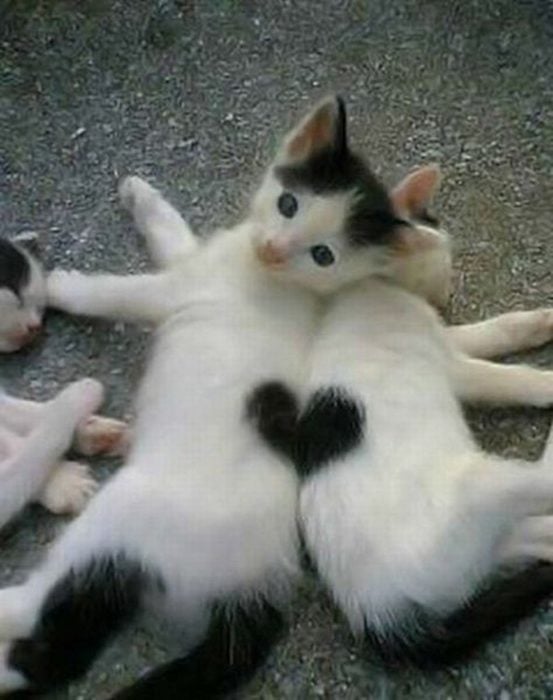 gatitos forman u corazón con sus espaldas