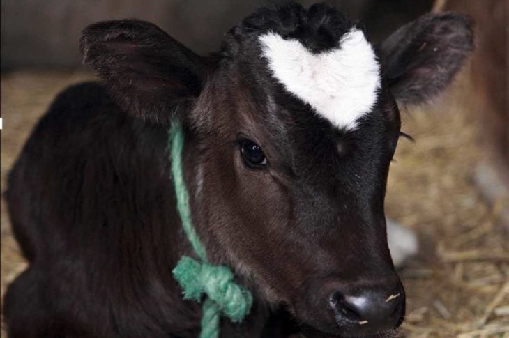 vaca con corazón en el pelaje 
