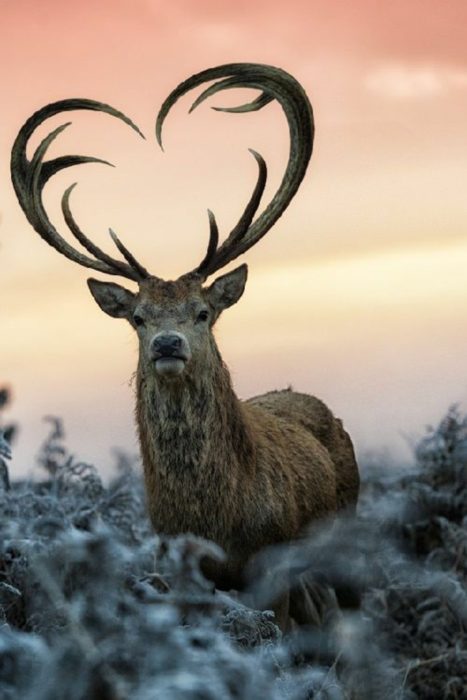 venado con cuernos de corazón 