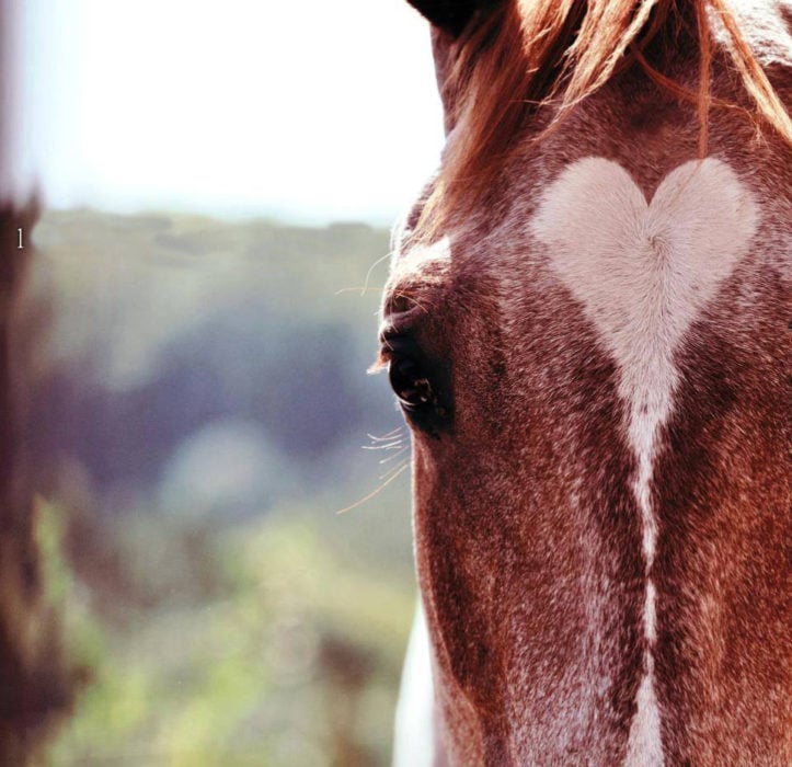 caballo con corazón en el pelaje 