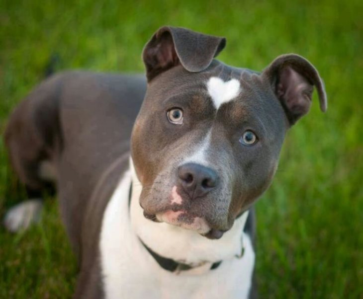 perro con corazón en el pelaje 