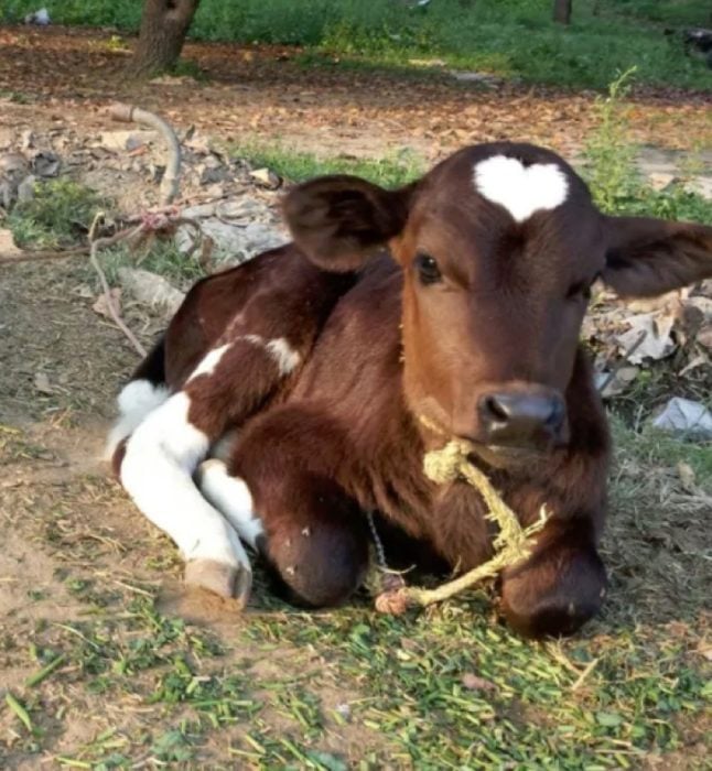 vaca con corazón en el pelaje 