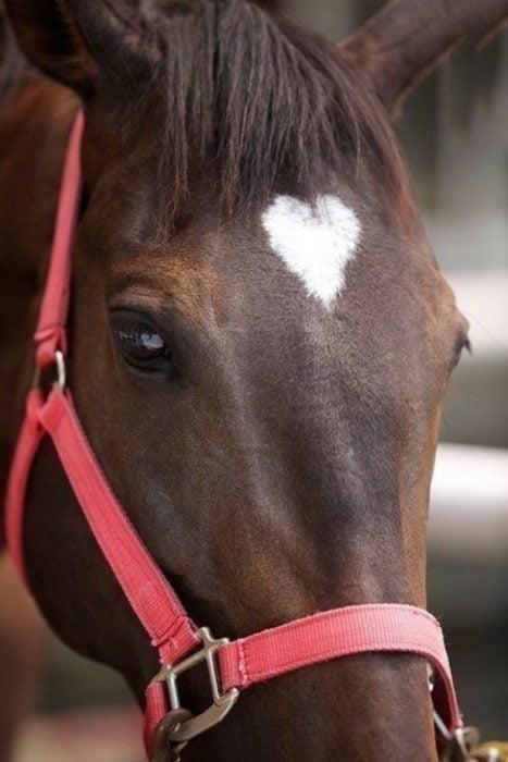 caballo con corazón en el pelaje 