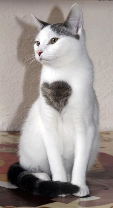 gato con corazón en el pelaje 