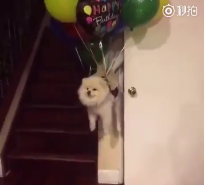 perro con globos de helio