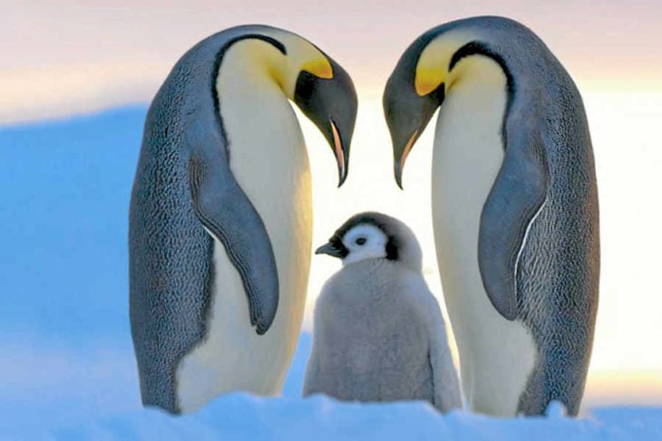 familia de pinguinos 