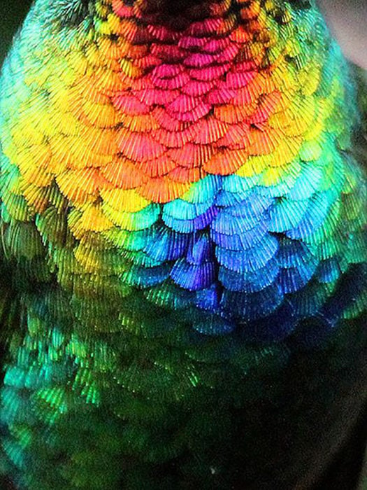 plumas de colibrí