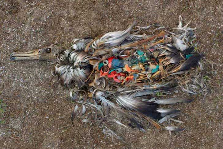 cadáver de pájaro en el mar lleno de plástico