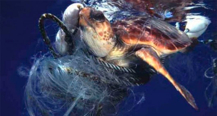 tortuga atrapada por la basura del mar