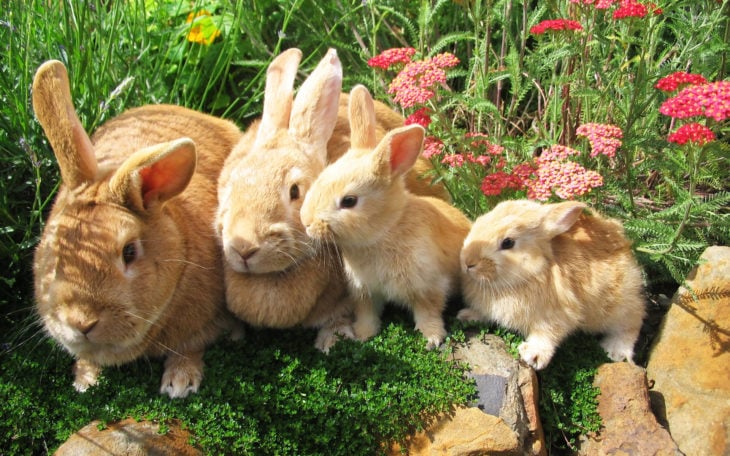 familia de conejos