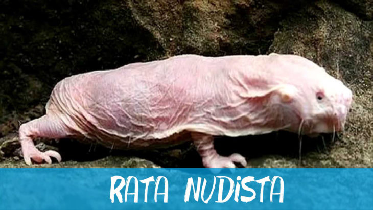 rata topo nudista