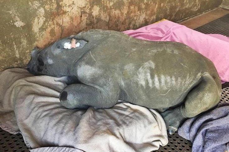 rinoceronte bebé a punto de morir