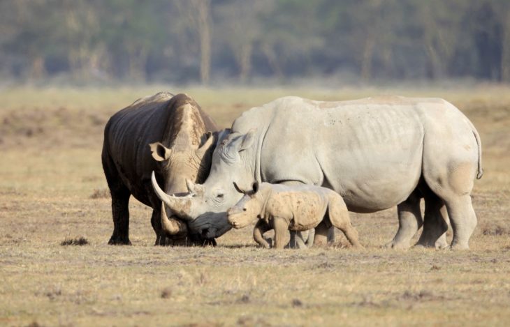 familia de rinocerontes 