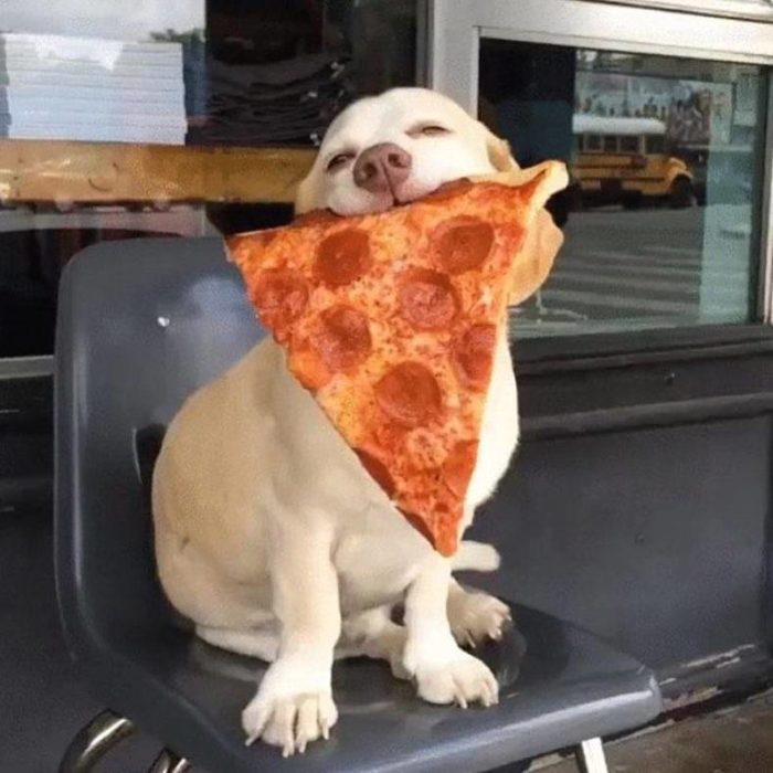 perro feliz comiendo pizza