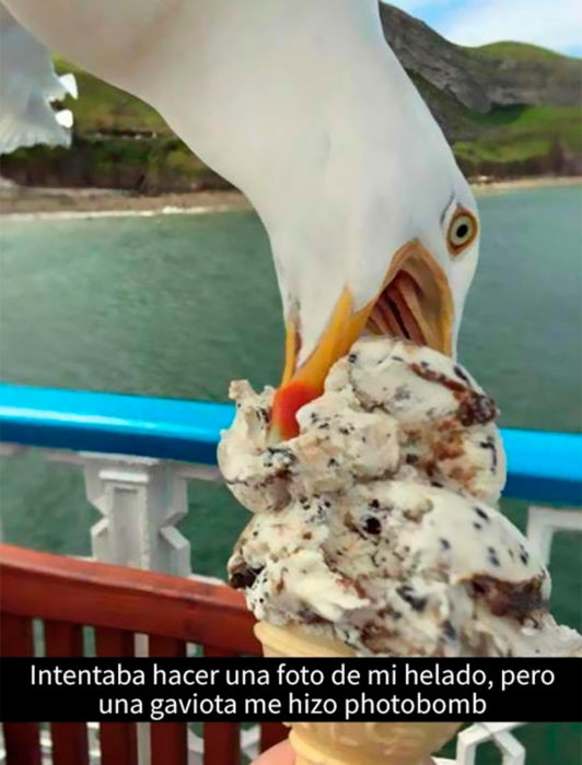 gaviota comiéndose un helado 