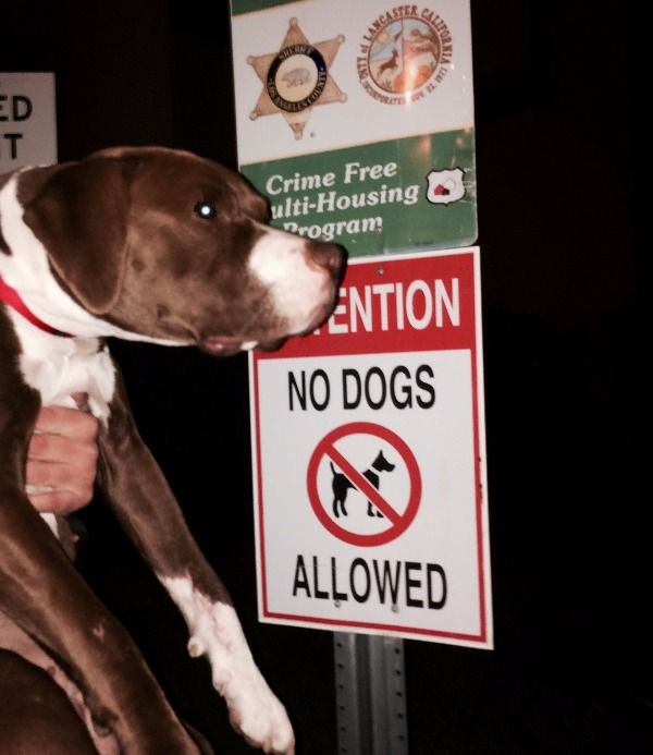 NO dogs