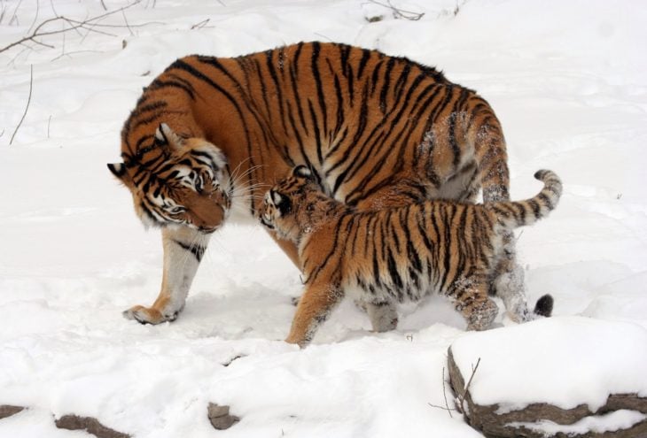 mamá tigre e hijo 